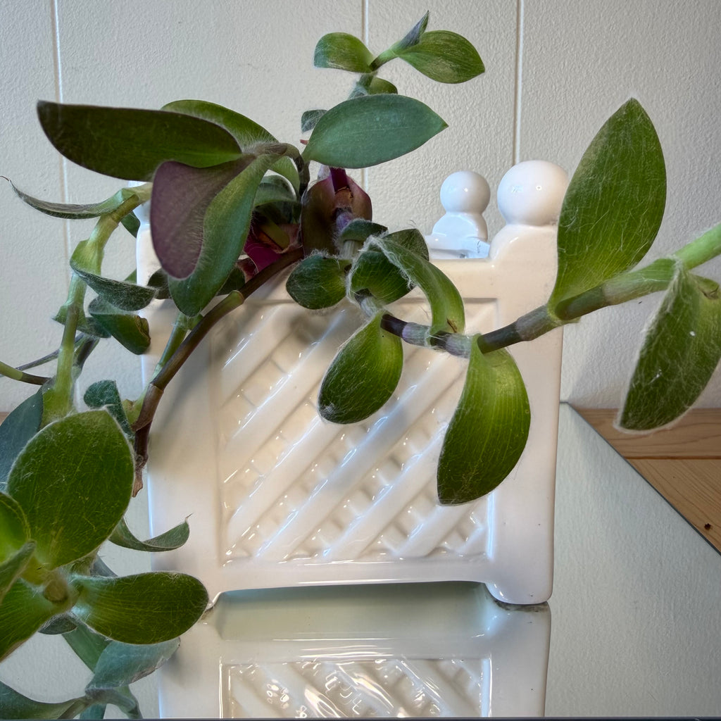 White Lattice Fence Pot