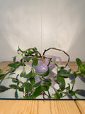 Frosted Pink Glass mini Pot